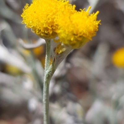 Chrysocephalum apiculatum (Common Everlasting) at Griffith, ACT - 4 Jan 2018 by ianandlibby1