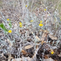 Chrysocephalum apiculatum at Griffith, ACT - 4 Jan 2018