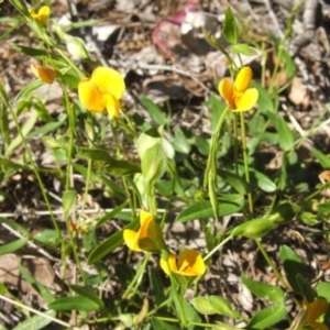 Zornia dyctiocarpa var. dyctiocarpa at Yarralumla, ACT - 13 Dec 2017 09:08 AM