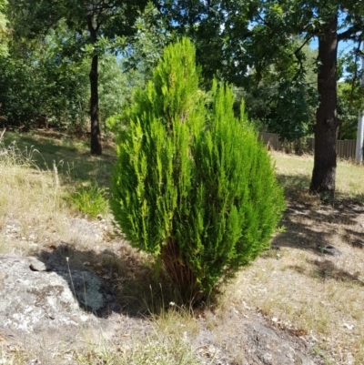 Chamaecyparis sp. (False Cypress) at Griffith, ACT - 4 Jan 2018 by ianandlibby1