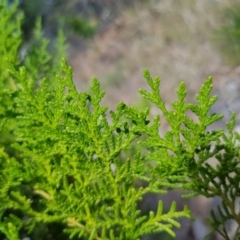 Chamaecyparis sp. at Griffith, ACT - 4 Jan 2018