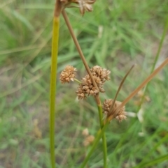 Juncus vaginatus (Clustered Rush) at Griffith, ACT - 3 Jan 2018 by ianandlibby1