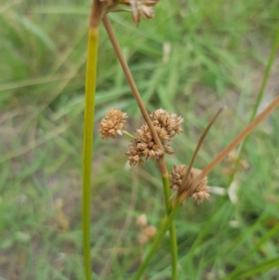 Juncus vaginatus (Clustered Rush) at Griffith, ACT - 3 Jan 2018 by ianandlibby1