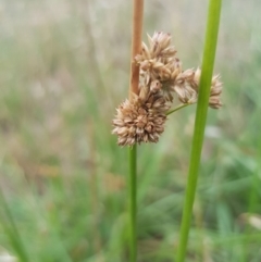 Juncus vaginatus at Griffith, ACT - 3 Jan 2018 06:08 PM