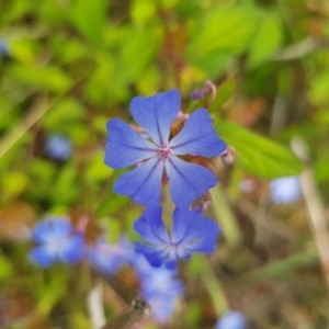 Ceratostigma willmottianum at Griffith, ACT - 3 Jan 2018