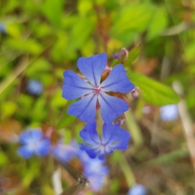 Ceratostigma willmottianum (Chinese Plumbago) at Griffith, ACT - 3 Jan 2018 by ianandlibby1