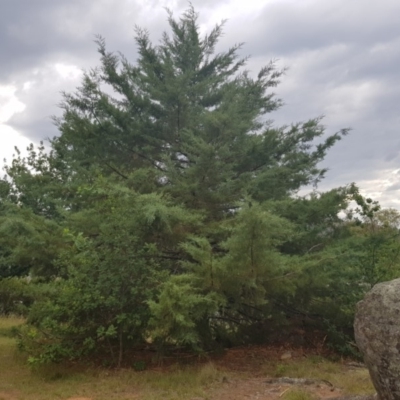 Hesperocyparis arizonica (Arizona Cypress) at Griffith, ACT - 3 Jan 2018 by ianandlibby1