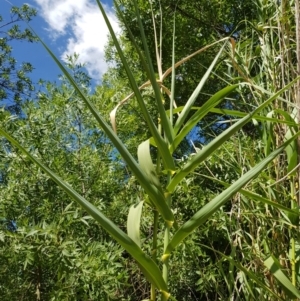 Arundo donax at Griffith, ACT - 4 Jan 2018 03:51 PM