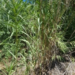 Arundo donax at Griffith, ACT - 4 Jan 2018 03:51 PM