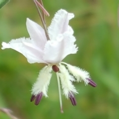 Arthropodium milleflorum (Vanilla Lily) at Isaacs, ACT - 31 Dec 2017 by Mike