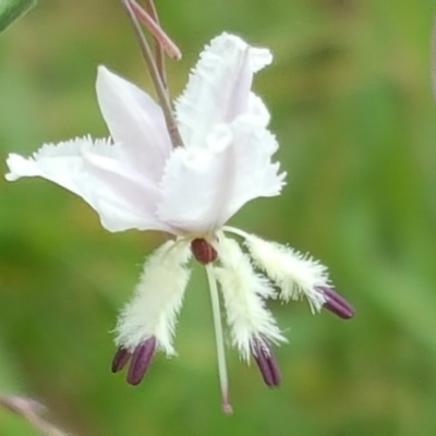 Arthropodium milleflorum (Vanilla Lily) at Isaacs, ACT - 30 Dec 2017 by Mike