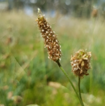 Plantago lanceolata (Ribwort Plantain, Lamb's Tongues) at Griffith, ACT - 21 Dec 2017 by ianandlibby1