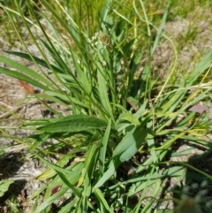 Plantago lanceolata at Griffith, ACT - 21 Dec 2017 04:06 PM