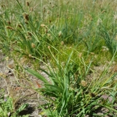 Plantago lanceolata at Griffith, ACT - 21 Dec 2017 04:06 PM