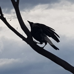 Gymnorhina tibicen at Griffith, ACT - 3 Jan 2018