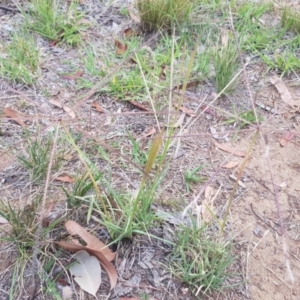 Chloris truncata at Griffith, ACT - 3 Jan 2018