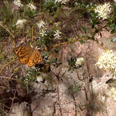 Heteronympha merope (Common Brown Butterfly) at Isaacs, ACT - 4 Jan 2011 by Mike