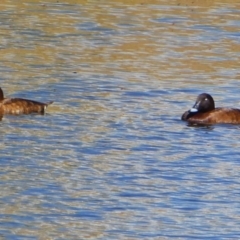 Aythya australis (Hardhead) at Googong, NSW - 4 Jan 2018 by Wandiyali