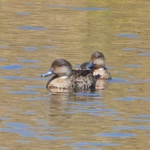 Anas gracilis at Googong, NSW - 4 Jan 2018