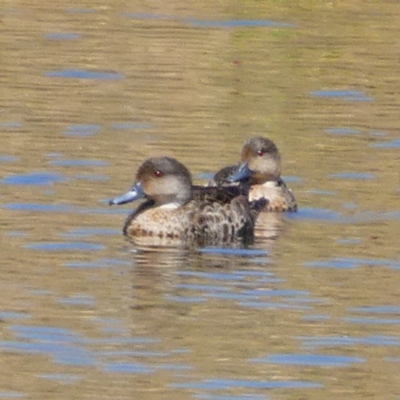 Anas gracilis (Grey Teal) at Googong, NSW - 4 Jan 2018 by Wandiyali