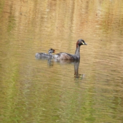 Tachybaptus novaehollandiae (Australasian Grebe) at Wandiyali-Environa Conservation Area - 4 Jan 2018 by Wandiyali