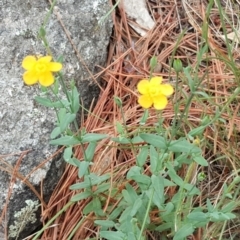 Hypericum gramineum (Small St Johns Wort) at Isaacs, ACT - 31 Dec 2017 by Mike