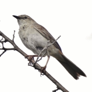 Cincloramphus mathewsi at Tennent, ACT - 3 Jan 2018 08:07 AM