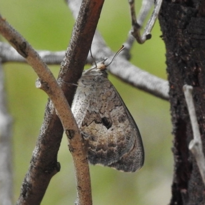 Geitoneura klugii (Marbled Xenica) at Tennent, ACT - 2 Jan 2018 by JohnBundock