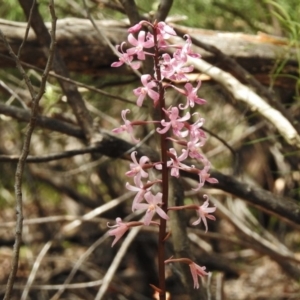 Dipodium roseum at Tennent, ACT - suppressed