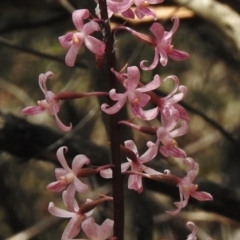 Dipodium roseum at Tennent, ACT - suppressed