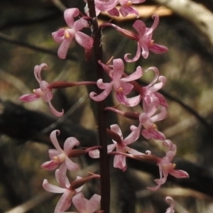 Dipodium roseum at Tennent, ACT - suppressed