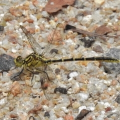 Austrogomphus guerini (Yellow-striped Hunter) at Tennent, ACT - 2 Jan 2018 by JohnBundock