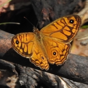 Geitoneura acantha at Tennent, ACT - 3 Jan 2018