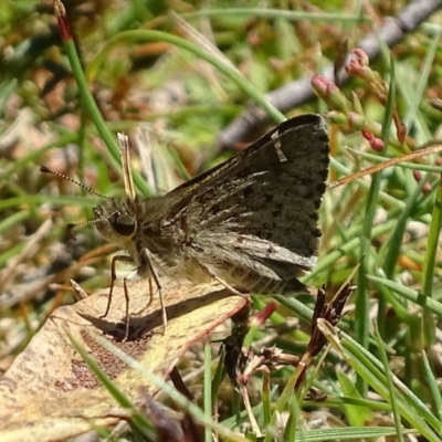 Pasma tasmanica (Two-spotted Grass-skipper) at Paddys River, ACT - 4 Jan 2018 by roymcd