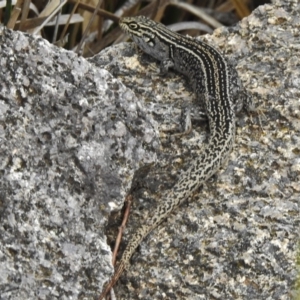 Liopholis whitii at Tennent, ACT - 3 Jan 2018