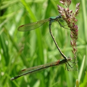 Austrolestes cingulatus at Paddys River, ACT - 4 Jan 2018 12:57 PM