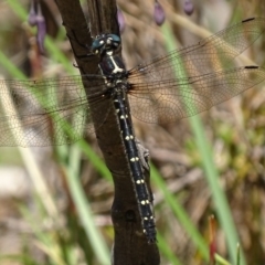 Eusynthemis guttata (Southern Tigertail) at Paddys River, ACT - 4 Jan 2018 by roymcd