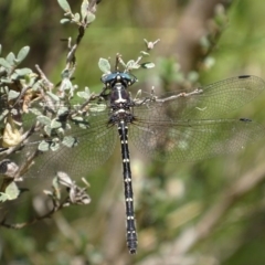 Eusynthemis guttata at Paddys River, ACT - 4 Jan 2018