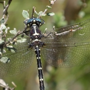 Eusynthemis guttata at Paddys River, ACT - 4 Jan 2018 01:12 PM