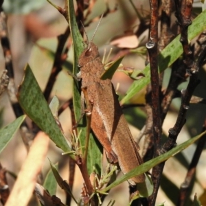 Goniaea sp. (genus) at Tennent, ACT - 3 Jan 2018