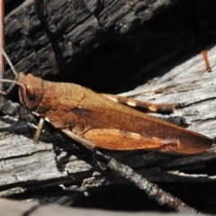 Goniaea sp. (genus) at Tennent, ACT - 3 Jan 2018