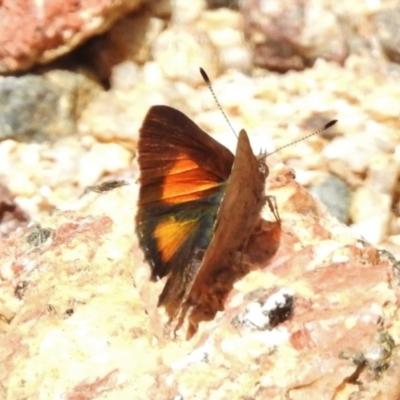 Paralucia aurifera (Bright Copper) at Tennent, ACT - 2 Jan 2018 by JohnBundock