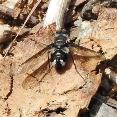 Thraxan sp. (genus) (A bee fly) at Tennent, ACT - 3 Jan 2018 by JohnBundock