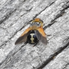 Microtropesa sp. (genus) at Tennent, ACT - 3 Jan 2018