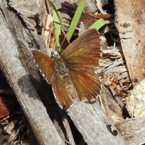 Neolucia agricola at Tennent, ACT - 3 Jan 2018 10:46 AM