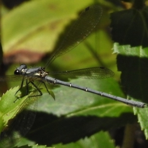 Griseargiolestes intermedius at Tennent, ACT - 3 Jan 2018