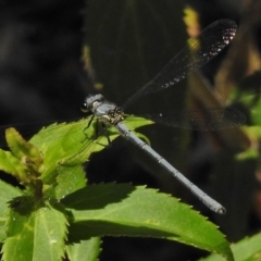 Griseargiolestes intermedius at Tennent, ACT - 3 Jan 2018 11:23 AM