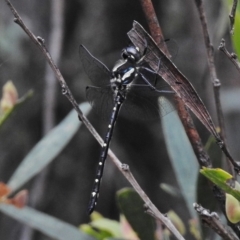 Eusynthemis guttata (Southern Tigertail) at Tennent, ACT - 3 Jan 2018 by JohnBundock