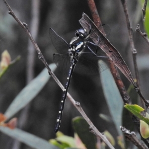 Eusynthemis guttata at Tennent, ACT - 3 Jan 2018