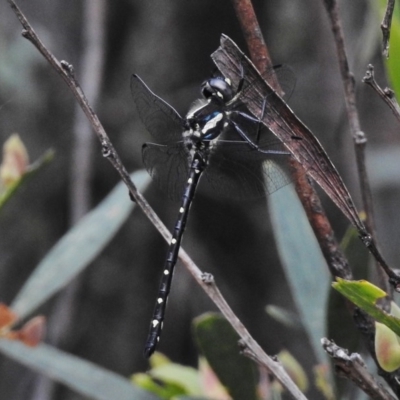 Eusynthemis guttata (Southern Tigertail) at Tennent, ACT - 3 Jan 2018 by JohnBundock